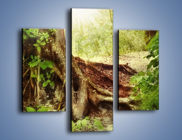 Obraz na płótnie – Mocny korzeń starego drzewa – trzyczęściowy KN555W3