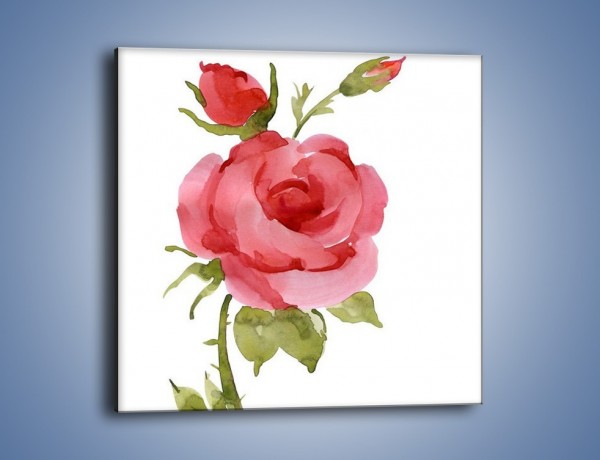 Obraz na płótnie – Róża nie do końca rozwinięta – jednoczęściowy kwadratowy GR501