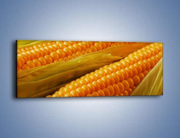 Obraz na płótnie – Kolby dojrzałych kukurydz – jednoczęściowy panoramiczny JN046
