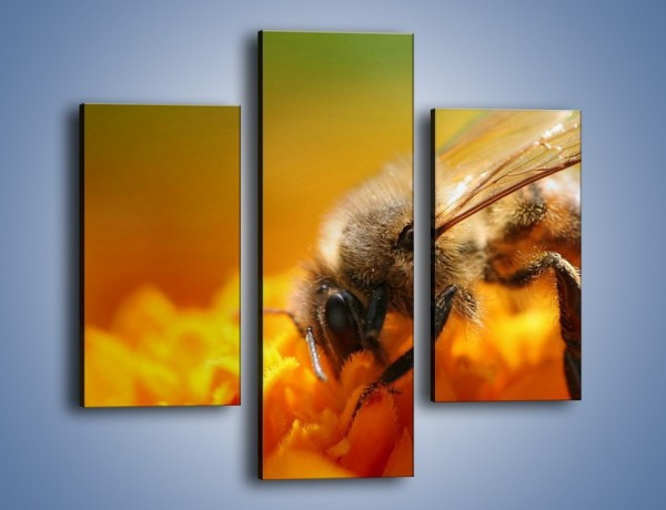 Obraz na płótnie – Pszczoła zbierająca nektar – trzyczęściowy Z002W3