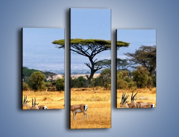 Obraz na płótnie – Antylopy w słonecznej afryce – trzyczęściowy Z003W3