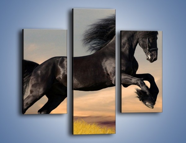 Obraz na płótnie – Czarny koń w galopie – trzyczęściowy Z008W3