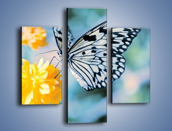 Obraz na płótnie – Motyw zebry w motylu – trzyczęściowy Z010W3