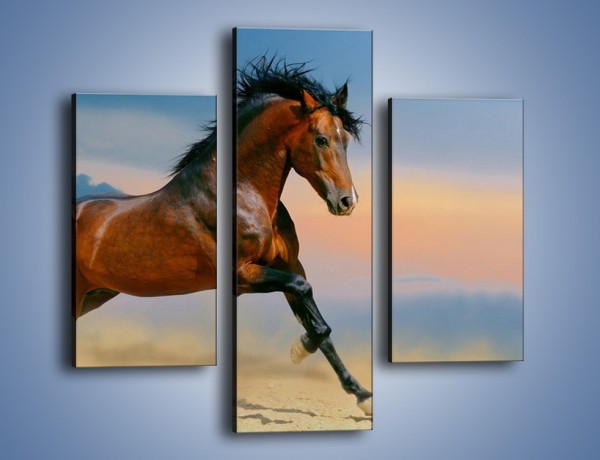 Obraz na płótnie – Brązowy koń na pustyni – trzyczęściowy Z011W3