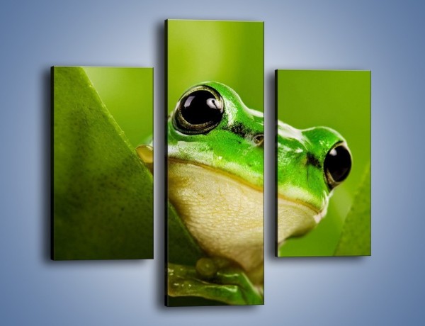 Obraz na płótnie – Zielony świat żabki – trzyczęściowy Z014W3