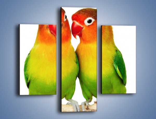 Obraz na płótnie – Sekrety uśmiechniętych papug – trzyczęściowy Z017W3