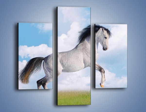 Obraz na płótnie – Białe obłoki i koń – trzyczęściowy Z019W3