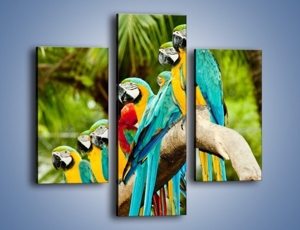 Obraz na płótnie – Kolorowe papugi w szeregu – trzyczęściowy Z029W3