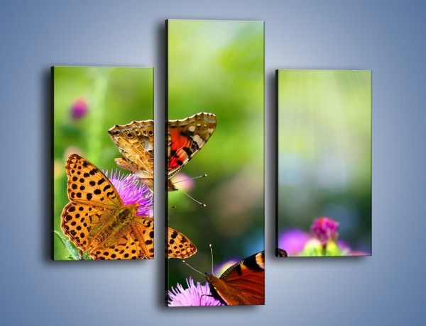 Obraz na płótnie – Świat kolorowych motyli – trzyczęściowy Z053W3