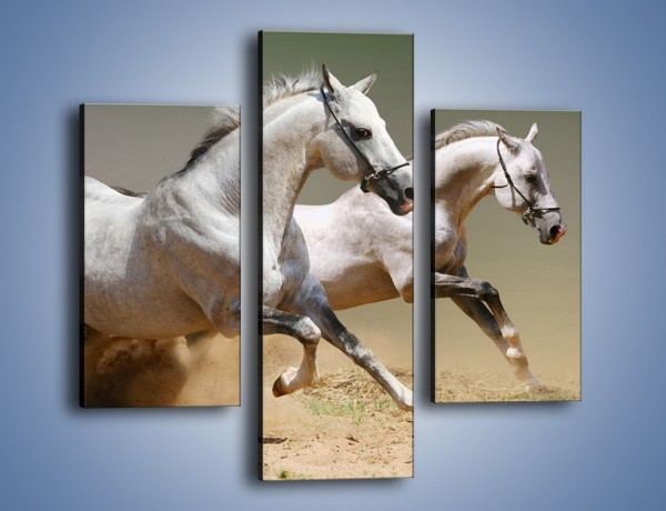 Obraz na płótnie – Białe konie w pustynnym galopie – trzyczęściowy Z055W3