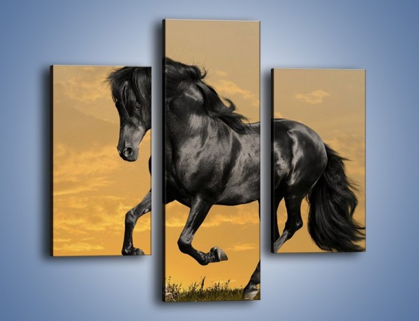 Obraz na płótnie – Bieg z koniem po polanie – trzyczęściowy Z057W3