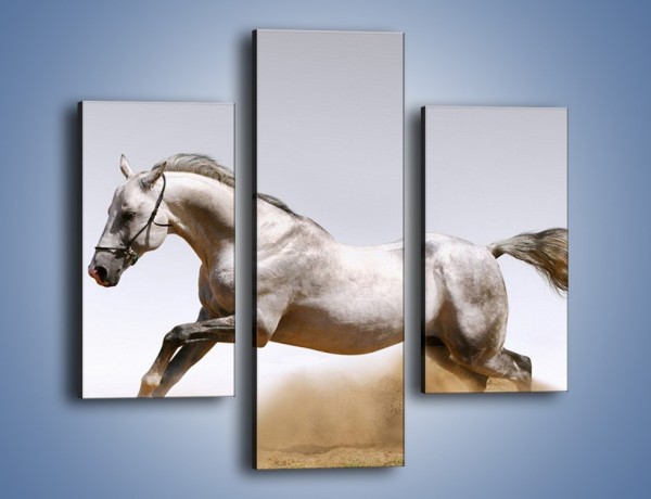 Obraz na płótnie – Srebrny koń w galopie – trzyczęściowy Z062W3