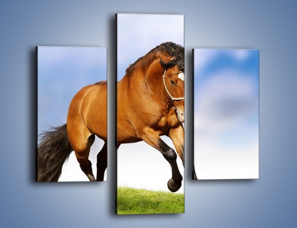Obraz na płótnie – Przejażdżka na brązowym koniu – trzyczęściowy Z064W3