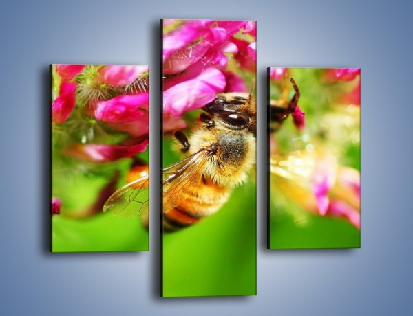 Obraz na płótnie – Pszczoły kochają kwiaty – trzyczęściowy Z065W3