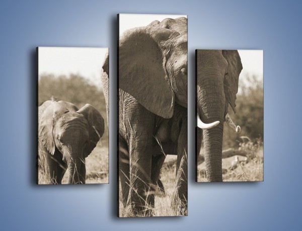 Obraz na płótnie – Wędrówki słoni przez sawannę – trzyczęściowy Z081W3