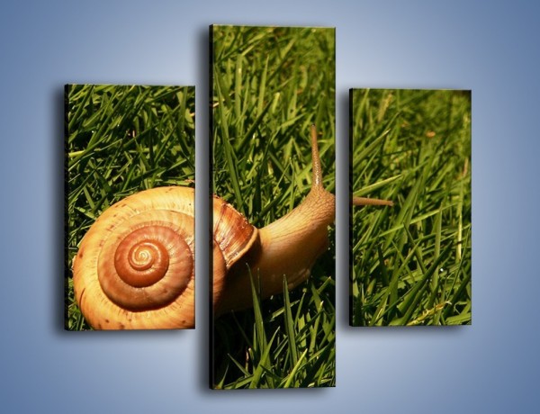 Obraz na płótnie – Z ślimakiem przez łąkę – trzyczęściowy Z103W3