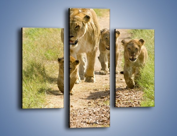 Obraz na płótnie – Spacer z małymi lwiątkami – trzyczęściowy Z112W3