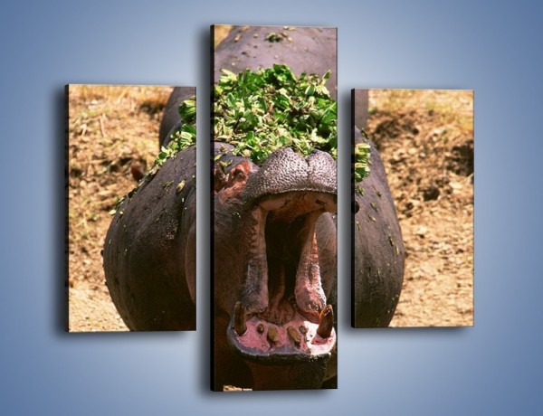 Obraz na płótnie – Hipopotam u dentysty – trzyczęściowy Z117W3