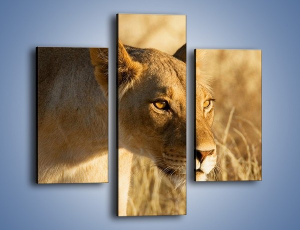 Obraz na płótnie – Polowanie z lwicą – trzyczęściowy Z132W3