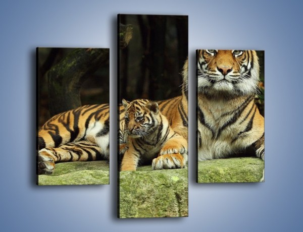 Obraz na płótnie – Tygrysia mamusia z maleństwem – trzyczęściowy Z138W3