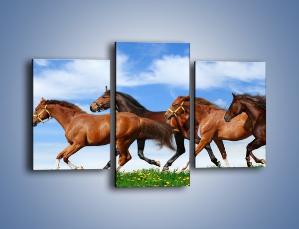 Obraz na płótnie – Galopujące stado brązowych koni – trzyczęściowy Z172W3