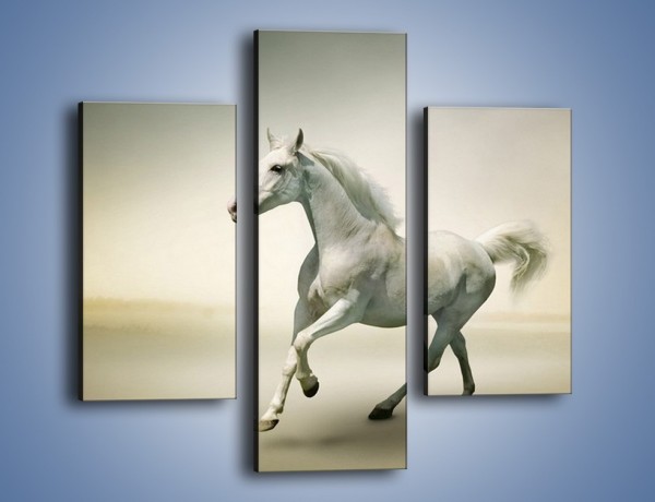 Obraz na płótnie – Samotny wieczór z białym koniem – trzyczęściowy Z175W3