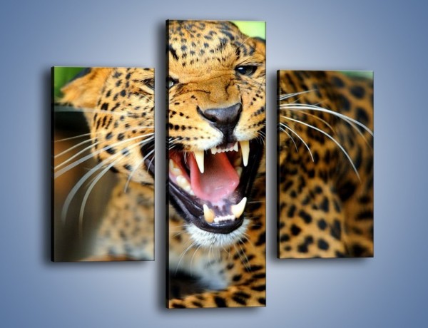 Obraz na płótnie – Jaguar z pazurem – trzyczęściowy Z184W3