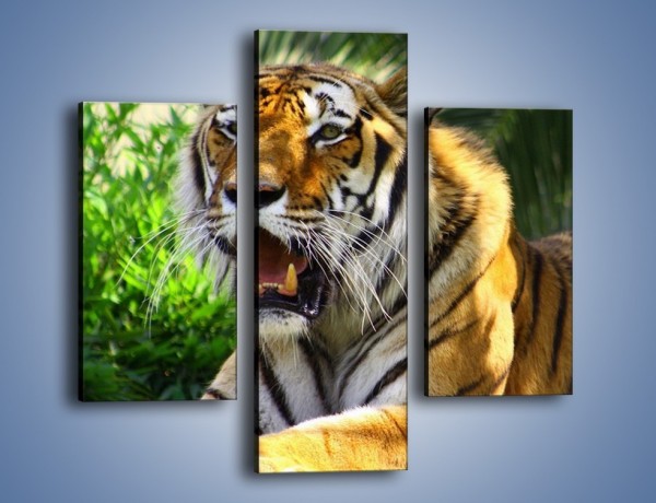 Obraz na płótnie – Cała duma tygrysa – trzyczęściowy Z199W3