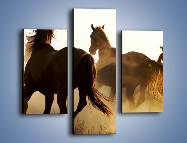 Obraz na płótnie – Cowboy wśród koni – trzyczęściowy Z206W3