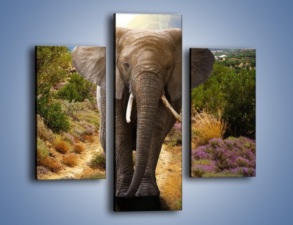 Obraz na płótnie – Moc i potęga słonia – trzyczęściowy Z210W3