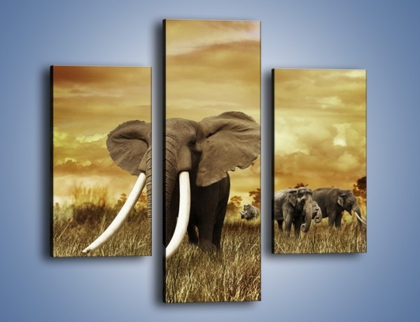 Obraz na płótnie – Drogocenne kły słonia – trzyczęściowy Z214W3