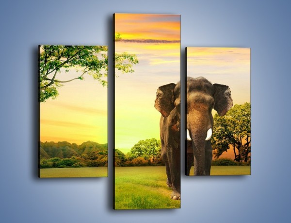 Obraz na płótnie – Lekki krok słonia – trzyczęściowy Z218W3