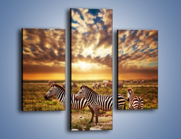 Obraz na płótnie – Zebra w dwóch kolorach – trzyczęściowy Z221W3