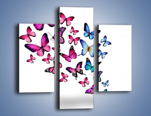 Obraz na płótnie – Rodzina kolorowych motyli – trzyczęściowy Z235W3