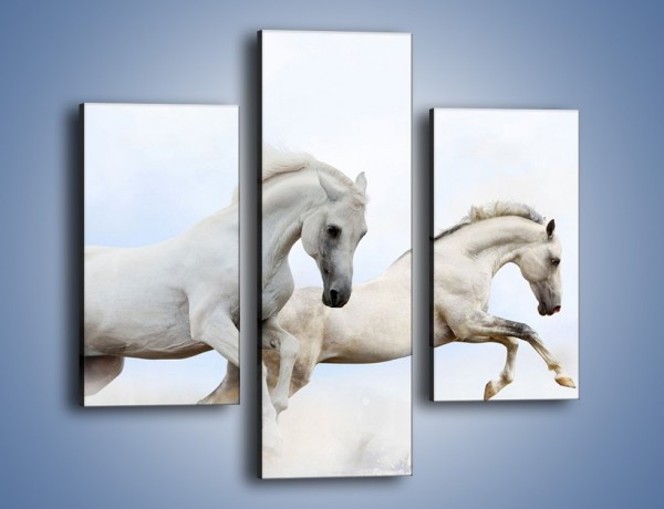 Obraz na płótnie – Białe konie i biały śnieg – trzyczęściowy Z239W3