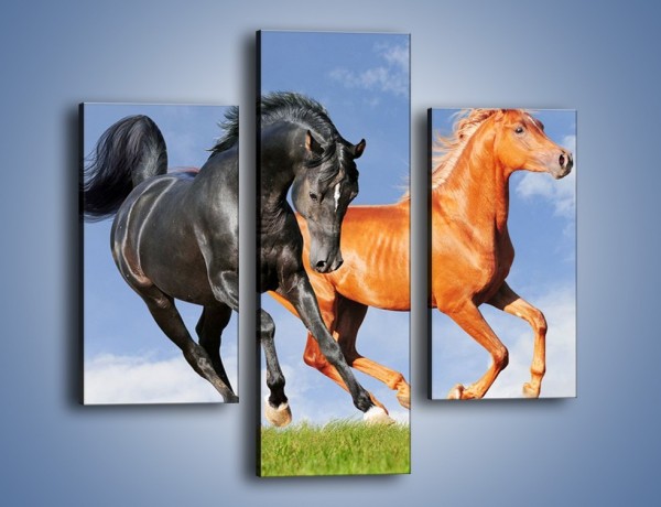 Obraz na płótnie – Czarny rudy i koń – trzyczęściowy Z241W3