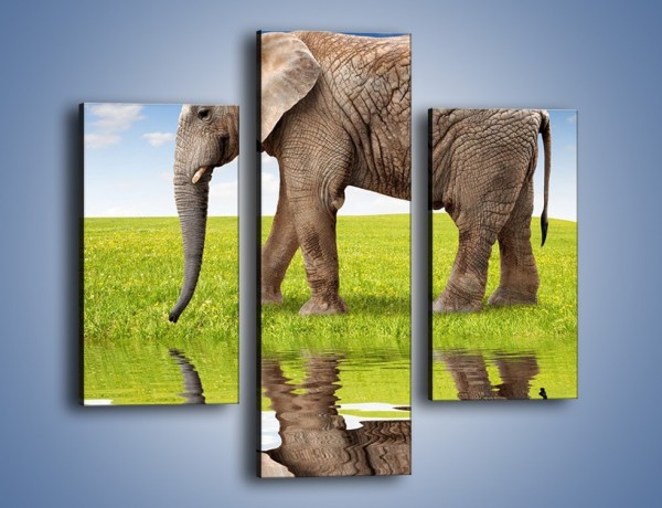 Obraz na płótnie – Odbicie słonia w wodnym lustrze – trzyczęściowy Z245W3