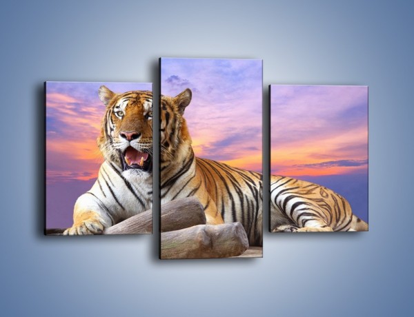 Obraz na płótnie – Tygrys o zachodzie słońca – trzyczęściowy Z246W3