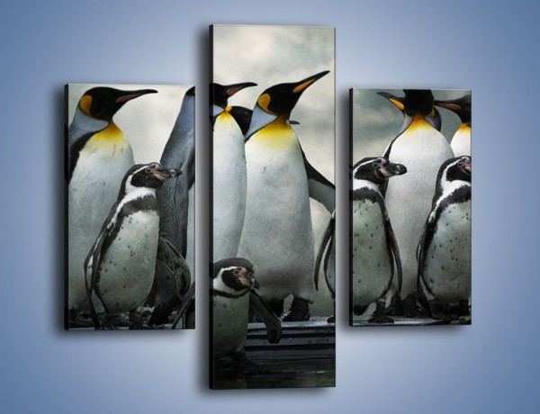 Obraz na płótnie – Pingwinki z madagaskaru – trzyczęściowy Z247W3