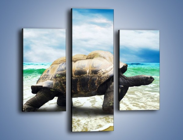 Obraz na płótnie – Jak tu nie kochać żółwi – trzyczęściowy Z251W3