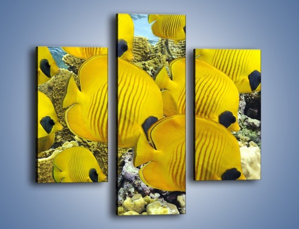 Obraz na płótnie – Słoneczne ryby w oceanie – trzyczęściowy Z252W3