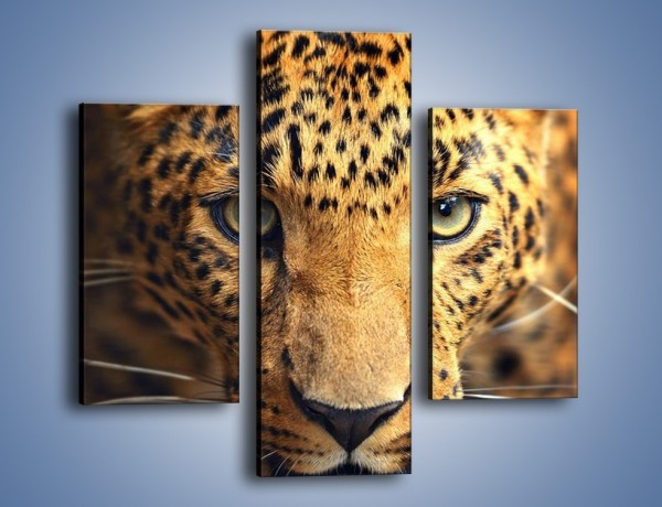 Obraz na płótnie – Najpiękniejsze oczy jaguara – trzyczęściowy Z255W3