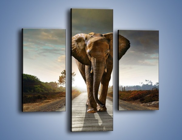 Obraz na płótnie – Słoń w poszukiwaniu rodziny – trzyczęściowy Z256W3