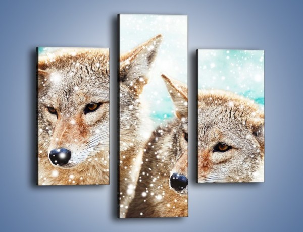 Obraz na płótnie – Zaciekawione wilki w płatkach śniegu – trzyczęściowy Z257W3