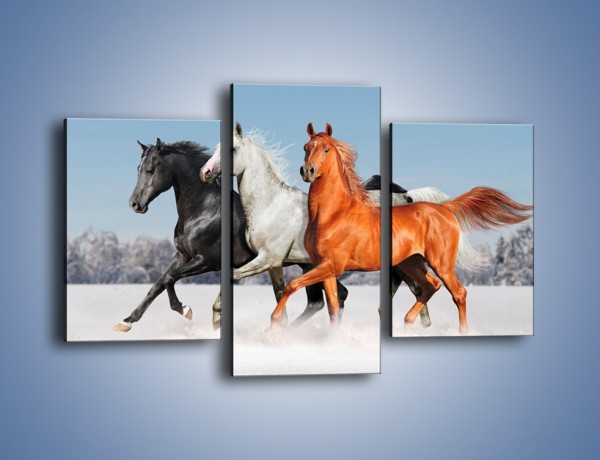 Obraz na płótnie – Konie w kolorach – trzyczęściowy Z261W3
