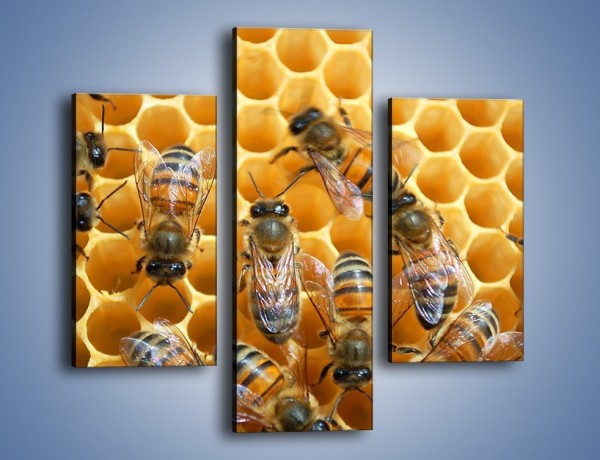 Obraz na płótnie – Pszczoły na plastrze miodu – trzyczęściowy Z265W3