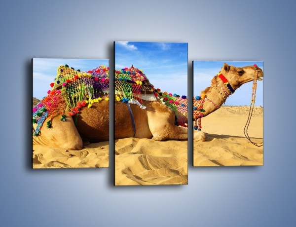 Obraz na płótnie – Wystrojony wielbłąd na pustyni – trzyczęściowy Z266W3