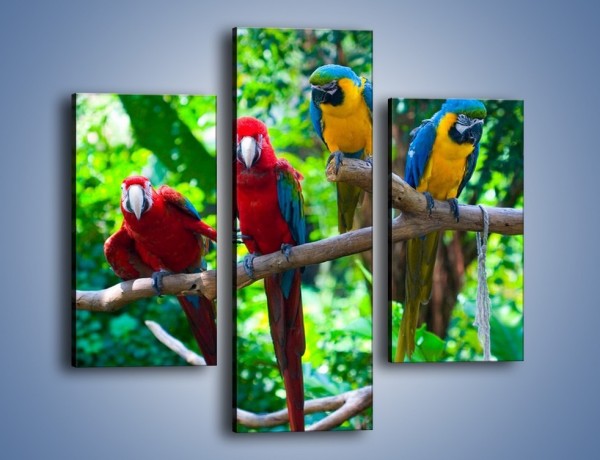 Obraz na płótnie – Obrażona koleżanka w gronie papug – trzyczęściowy Z269W3