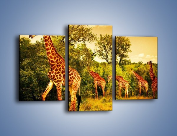 Obraz na płótnie – Spacer dumnych żyraf – trzyczęściowy Z270W3