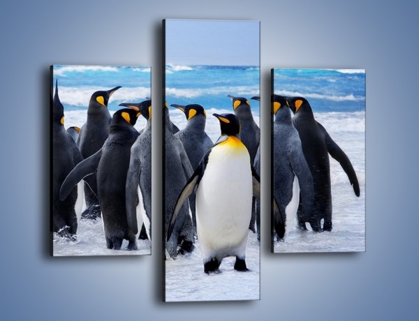 Obraz na płótnie – Narada pingwiniej rodziny – trzyczęściowy Z272W3